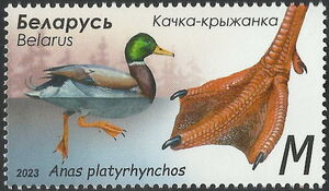 Mallard (Anas platyrhynchos)